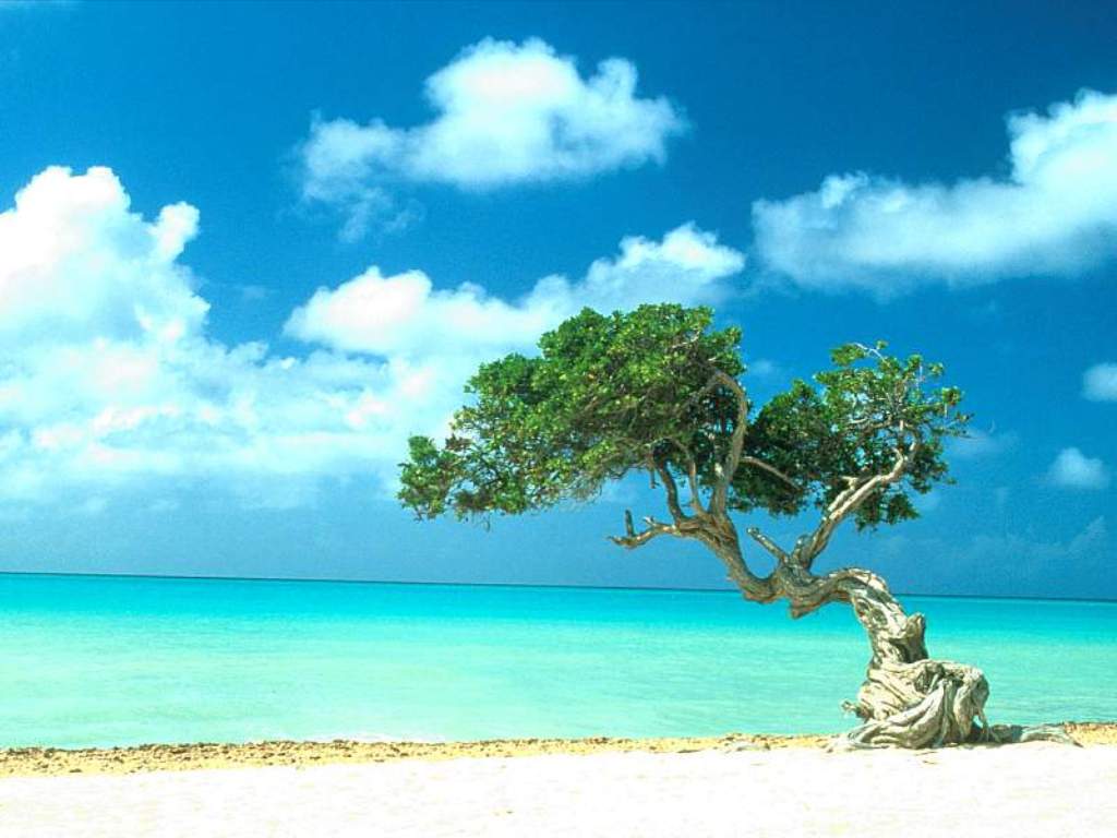 Divi Divi Tree_ Aruba_ Caribbean.JPG