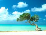 Divi Divi Tree_ Aruba_ Caribbean.JPG