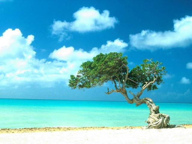 Divi Divi Tree_ Aruba_ Caribbean.JPG