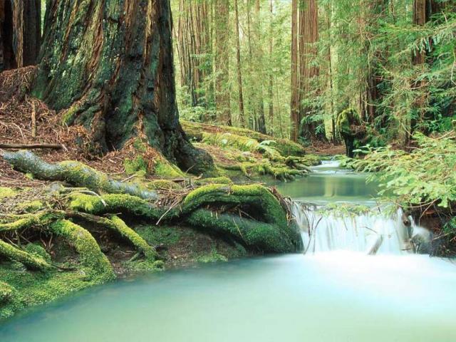 Montgomery Woods_ California.JPG