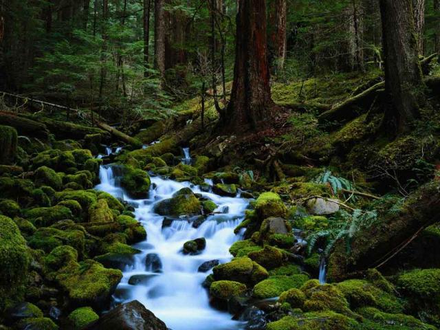 nature221.JPG