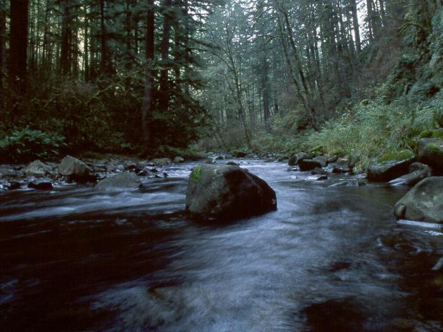 nature60.jpg
