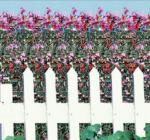 fence.jpg