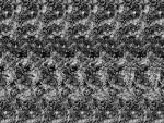 mzgsirds-027.jpg