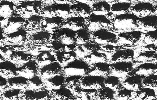 BWSTON_1.JPG