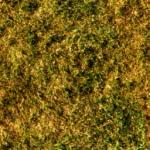 GRASS_.JPG