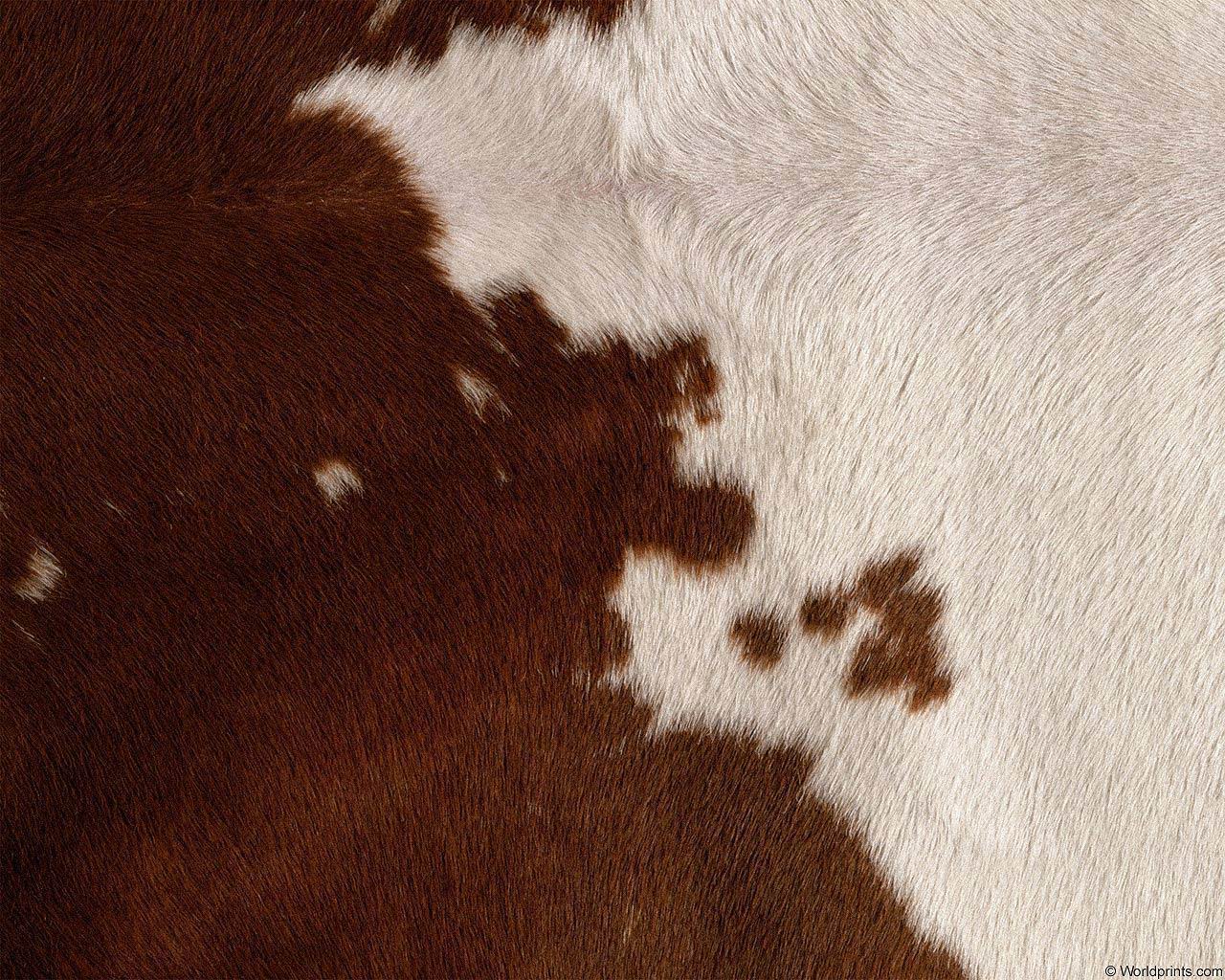 animal_patterns_70.jpg