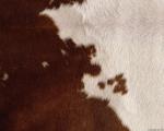 animal_patterns_70.jpg
