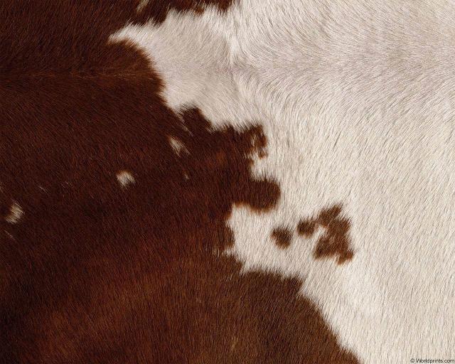 animal_patterns_70.jpg