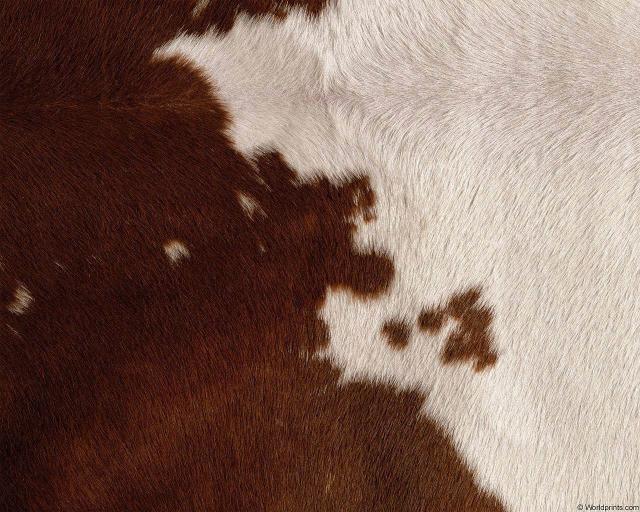 animal_patterns_70.jpg