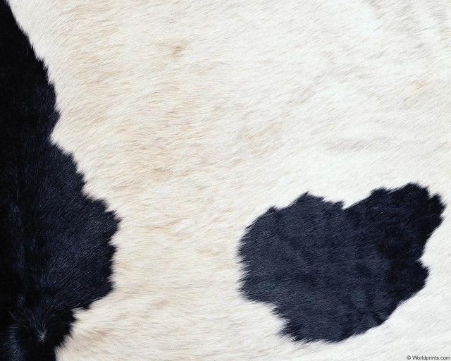 animal_patterns_75.jpg