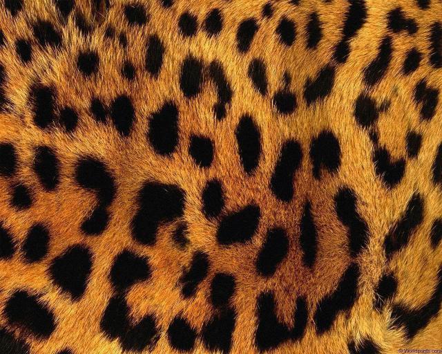 animal_patterns_81.jpg