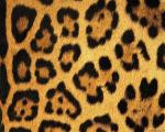 animal_patterns_85.jpg