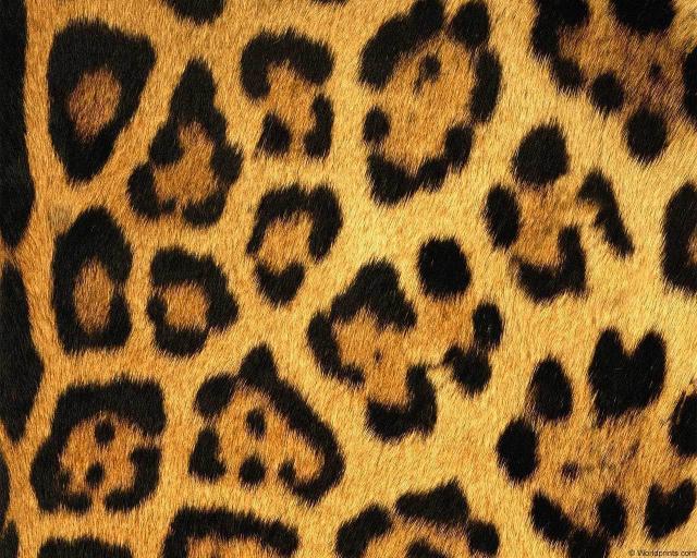 animal_patterns_85.jpg