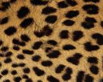 animal_patterns_86.jpg