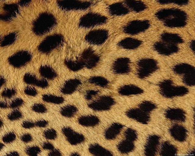 animal_patterns_86.jpg