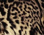 animal_patterns_87.jpg