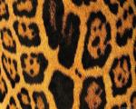 animal_patterns_88.jpg