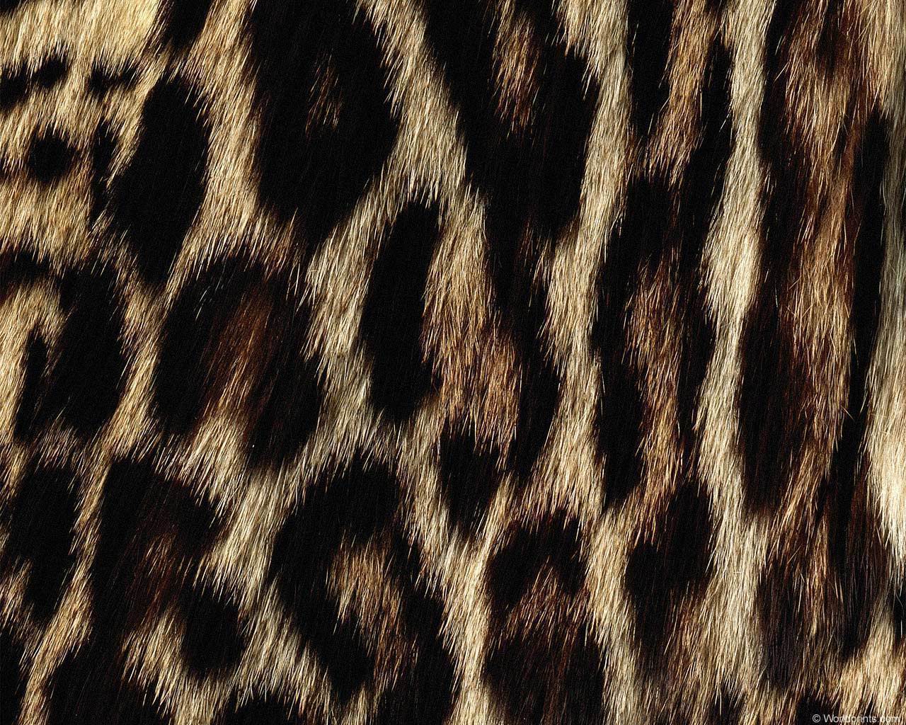 animal_patterns_89.jpg