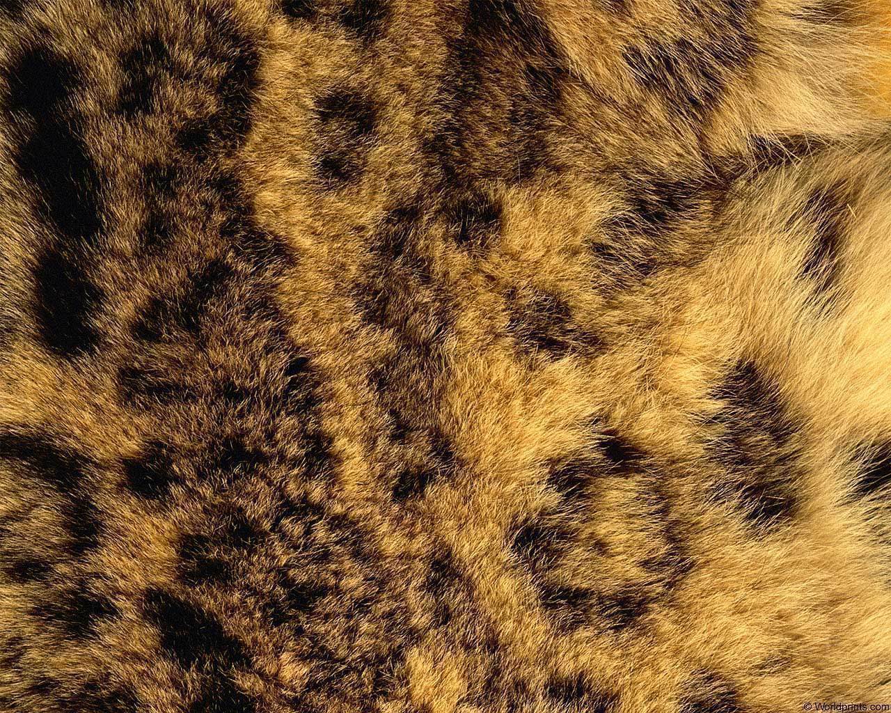 animal_patterns_91.jpg