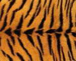 animal_patterns_93.jpg