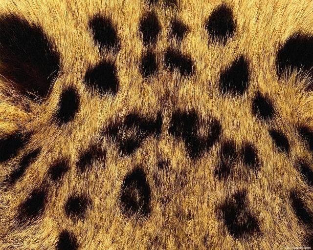 animal_patterns_94.jpg