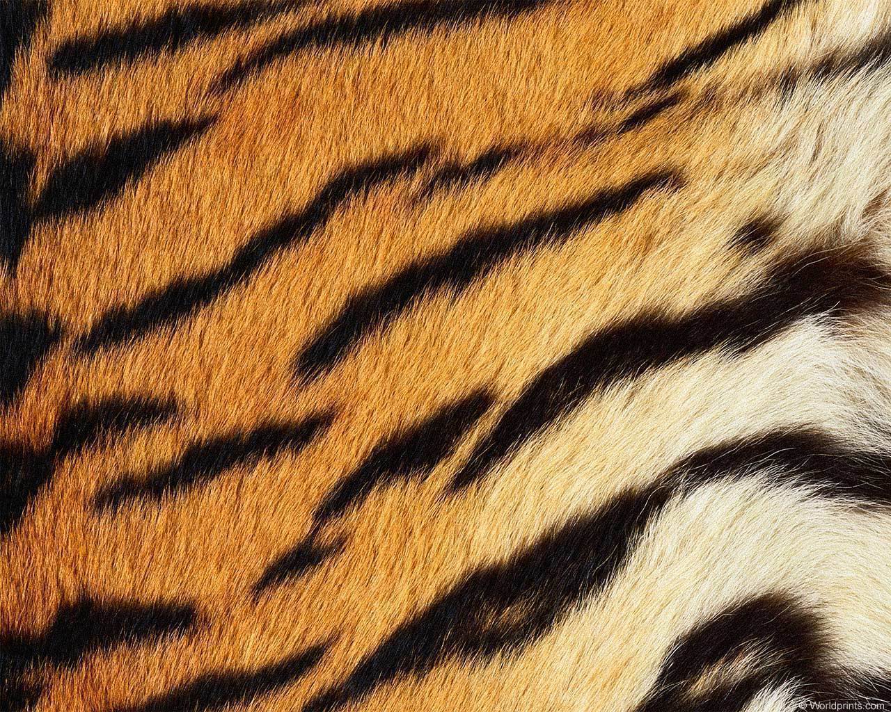 animal_patterns_95.jpg