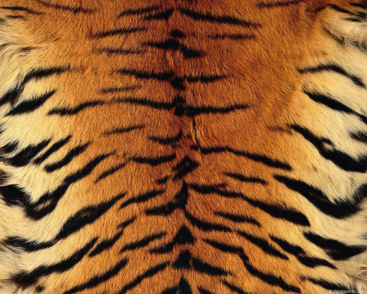 animal_patterns_96.jpg