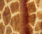 animal_patterns_97.jpg