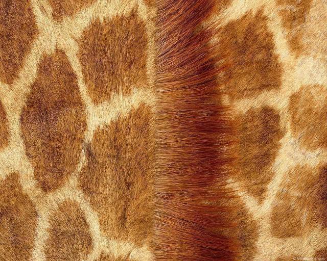 animal_patterns_97.jpg