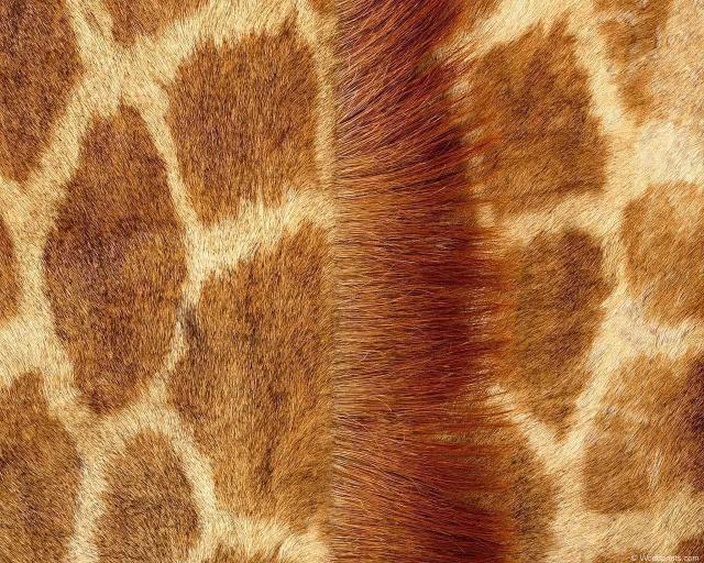 animal_patterns_97.jpg
