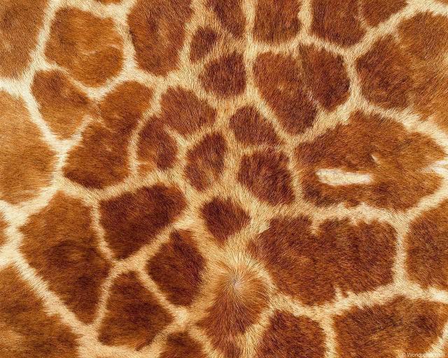 animal_patterns_98.jpg