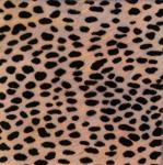LEOPARD.JPG
