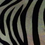 ZEBRA1.JPG