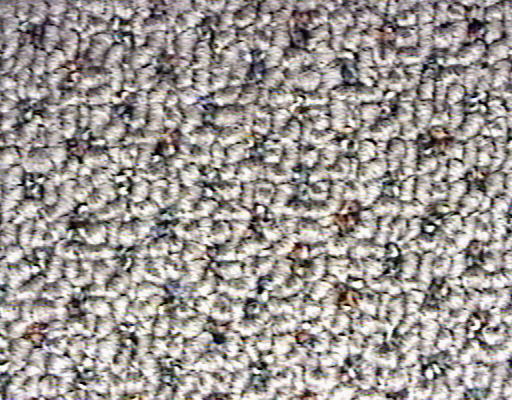 CARPET.JPG