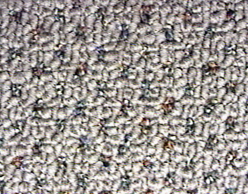 CARPET.JPG