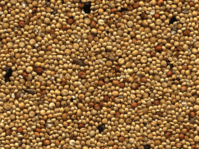 BIRDSEED.JPG