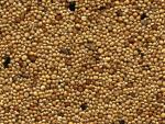 BIRDSEED.JPG