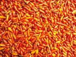CHILLIES.JPG