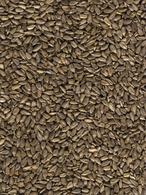 SUNSEEDS.JPG