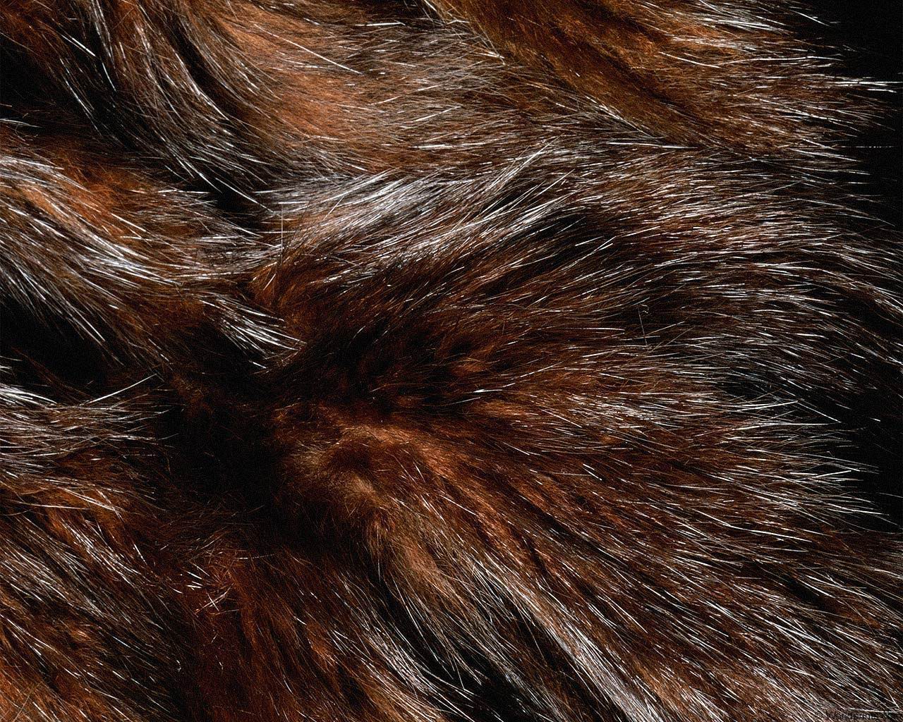 animal_patterns_54.jpg