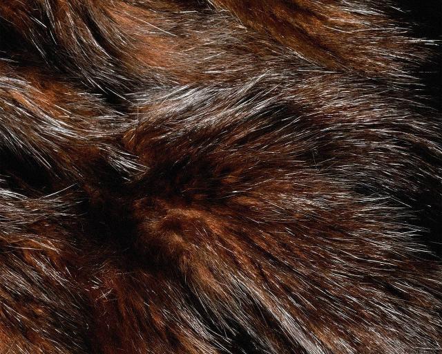 animal_patterns_54.jpg