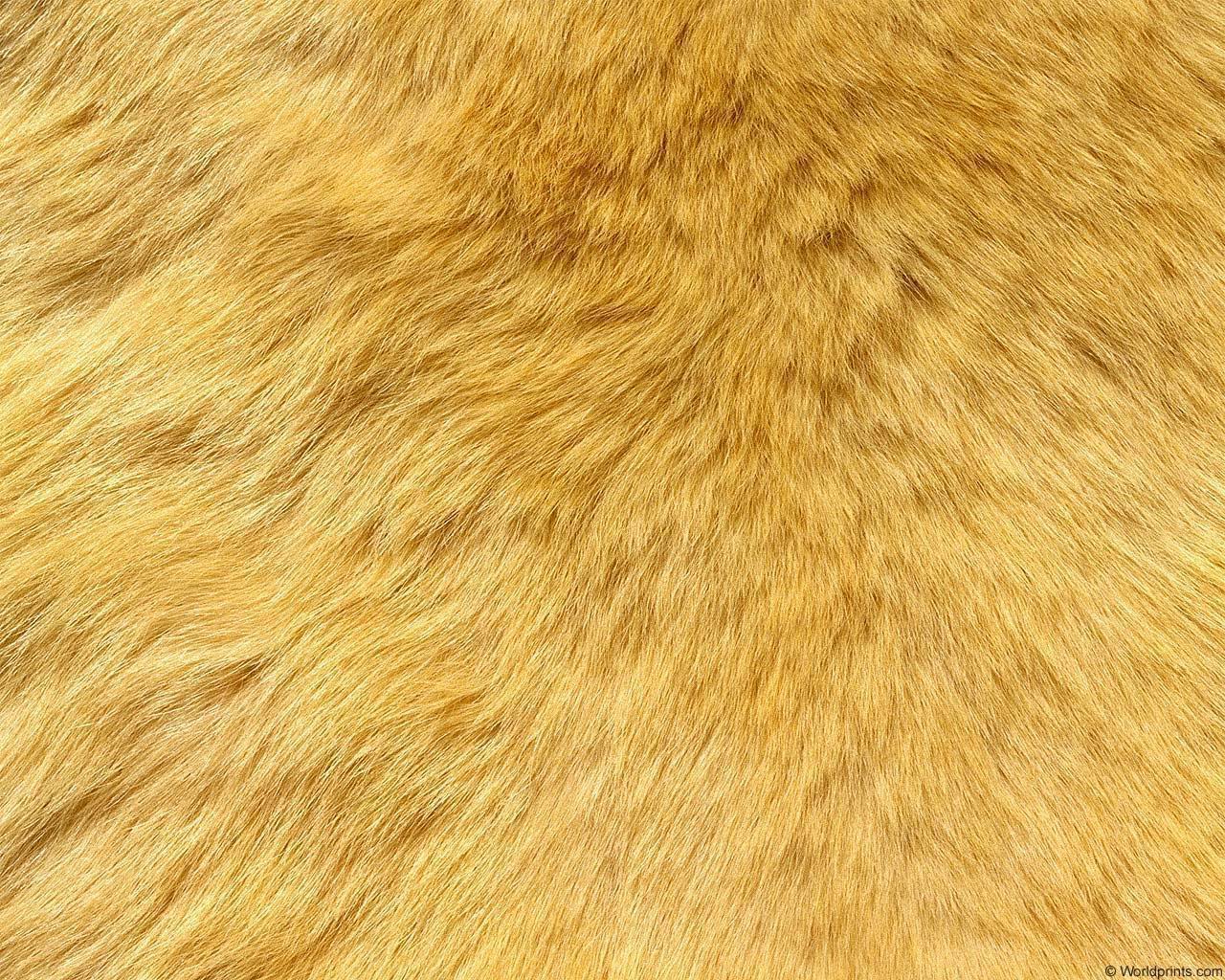 animal_patterns_55.jpg