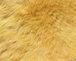 animal_patterns_55.jpg