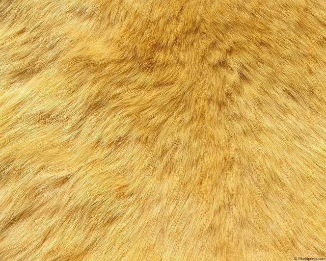 animal_patterns_55.jpg