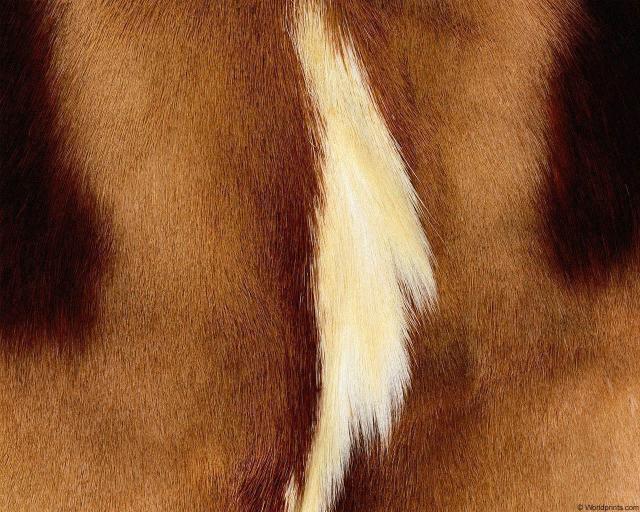 animal_patterns_67.jpg