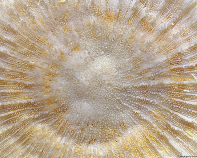 animal_patterns_16.jpg