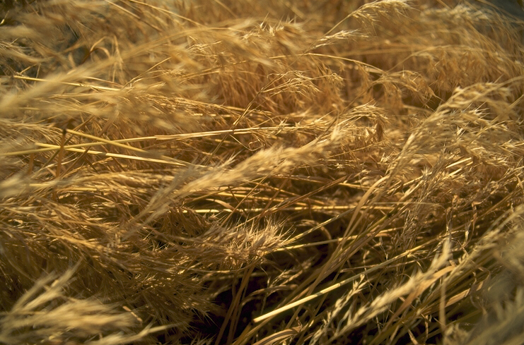 137010B.JPG