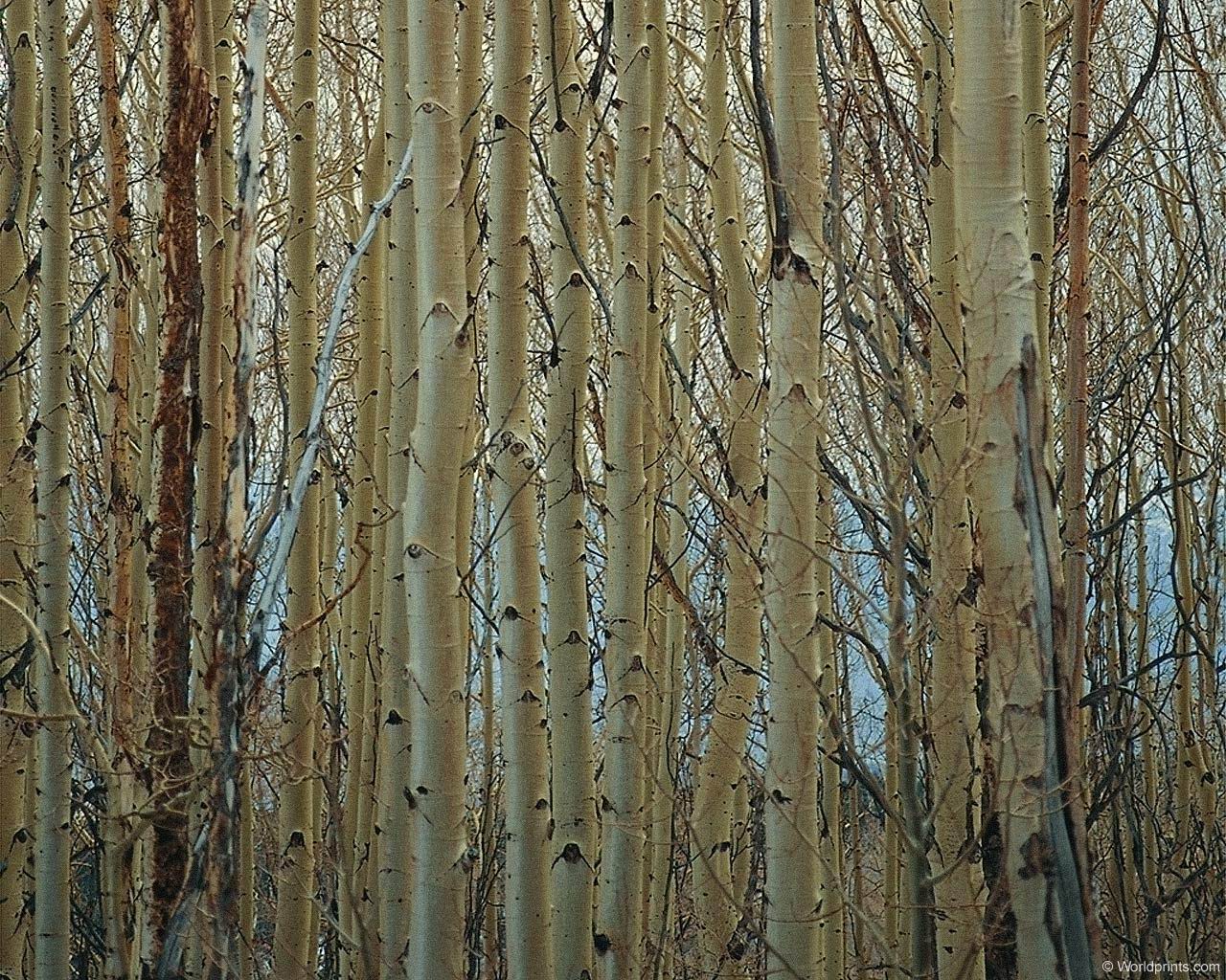 birch_trees.jpg