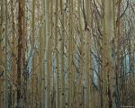birch_trees.jpg